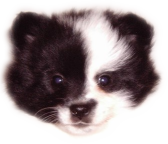kutyusok